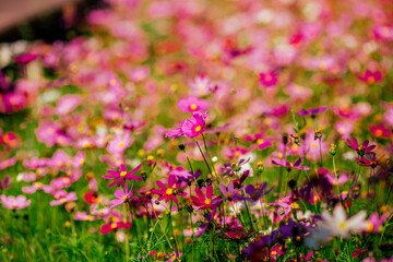 Fototapeta premium Flower background view The colorful colors of tulips (pink, red, white, orange, yellow, green, purple) planted in gardens for the beauty of the spectators, are species that grow in cold weather.