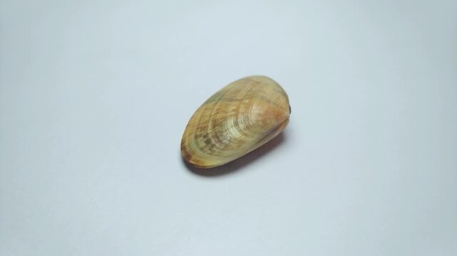 macro video collection of various seashell specimens rotating on clean white background.