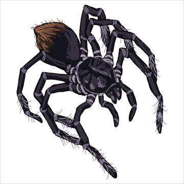 Illustration Bolivian blue leg bird eater spider. Pamphobeteus antinous. Colorful, hand-drawn, vector illustration. Picturesque. Unique detailed stylization. Print on sketchbooks, stickers, postcards