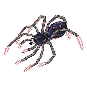 Illustration of Goliath Pinkfoot Tarantula. Theraphosa apophysis. Colorful, hand-drawn, vector illustration. Picturesque. Unique detailed stylization. Print on sketchbooks, stickers, postcards