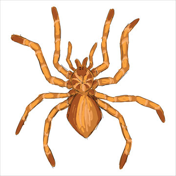 Illustration of a Goliath Tarantula. Theraphosa blondi. Colorful, hand-drawn, vector illustration. Picturesque. Unique detailed stylization. Print on sketchbooks, stickers, postcards, cups, clothes