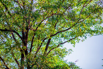 Fototapeta premium A natural backdrop from high mountain peaks offers views of trees, grass, rubber trees, and wild beehives, with a cool breeze blowing throughout the journey.