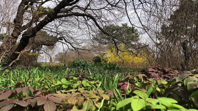 Green glade in spring park