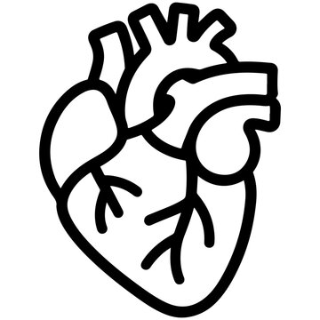 Anatomical illustration of a human heart with internal chambers and vessels depicted