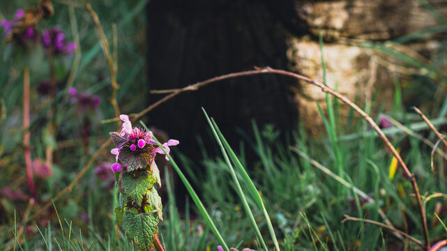 Purple bells hanging out in the high grass