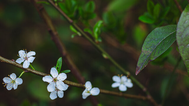 Cherry blossoms opens up as the spring came