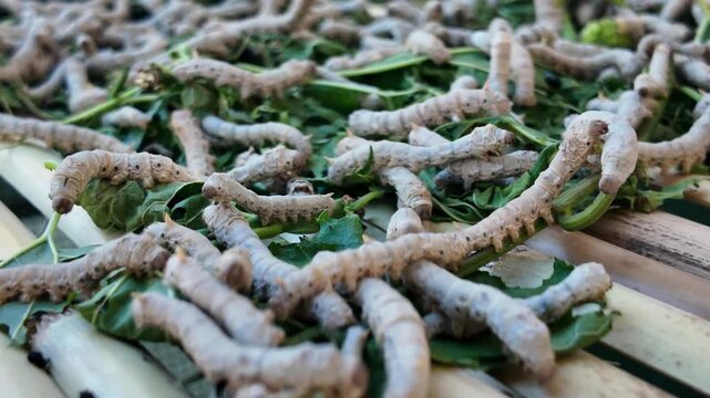 Large group of silkworm larvae feeding on fresh green mulberry leaves on wooden tray in traditional silk production farm close up