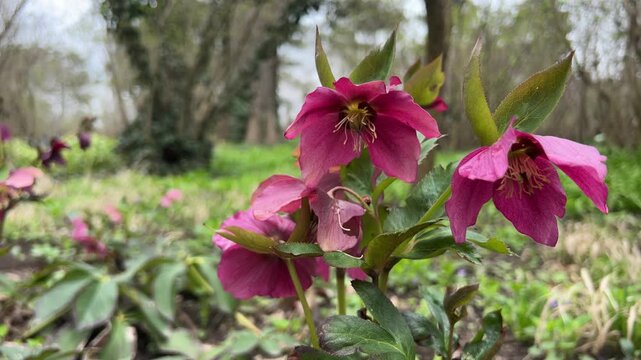 Blooming red hellebore in a spring park