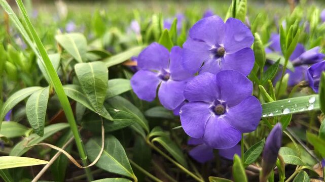 Blooming periwinkle (Vinca) in spring park
