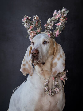 Porcelaine or Luneville hound or chien the fanche comte wearing bunny ears mader from flowers, funny dog easter greeting card motive