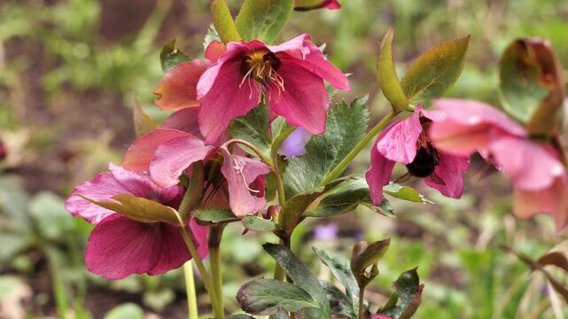 Blooming red hellebore and big bumblebee in the spring park.