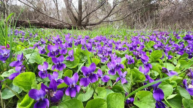 A meadow of violets in a spring park.