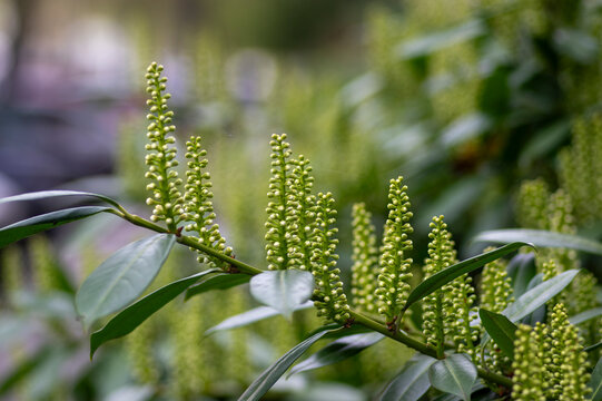 Prunus laurocerasus cherry laurel flowering plants, group of white flowers on bush branches in bloom, green foliage