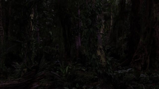 Deep forest shrouded in near darkness, faint moonlight filtering through canopy, hush and stillness dominate creating evocative mood suitable for night scenes