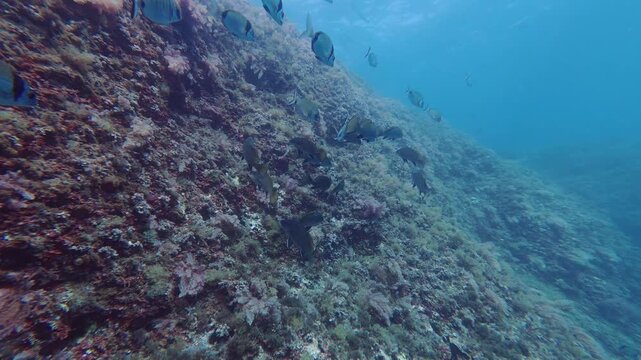 Two banded bream and brown meagre fishes in blue sea water