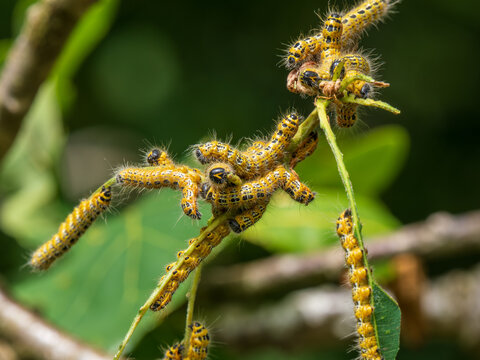 Buff-tip Moth Caterpillars Feeding on an Oak Tree