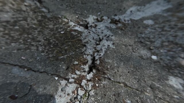 Macro timelapse showing ants moving in and out of a narrow crack between concrete slabs, highlighting repetitive motion and patterns, 2026