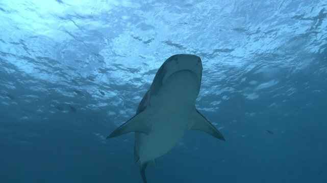Tiger Sharks in Transparent Waters Near Shore