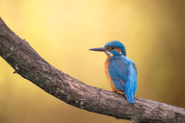 Fototapeta premium Common Kingfisher Perched on a Tree Branch