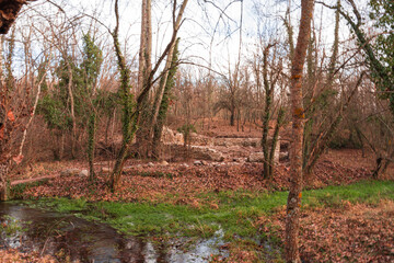 Fototapeta premium Natural forest landscape with a flowing river and water moving over rocks, surrounded by trees in autumn season