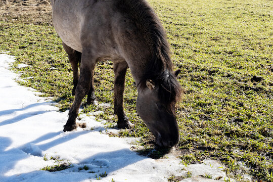 Serene pastoral landscape illustrating horses among flourishing meadows and shifting seasons