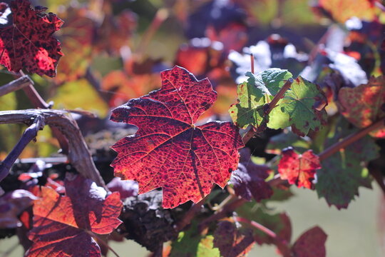 foglie di vite in un vigneto in autunno