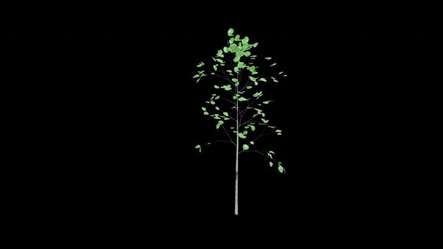 Quaking aspen sapling tree swaying in wind isolated on transparent background with alpha channel 4K