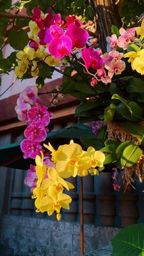 Hanging pink and yellow orchid blossoms in tropical garden. Phalaenopsis orchids in vibrant pink and yellow colors hanging from a tree branch in Orlando sunlight.