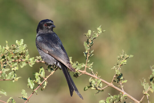 Gabelschwanzdrongo / Fork-tailed drongo / Dicrurus adsimilis