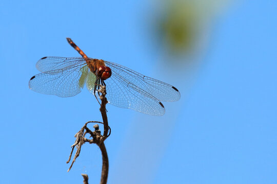 Libelle / Dragon-Fly / Anisoptera