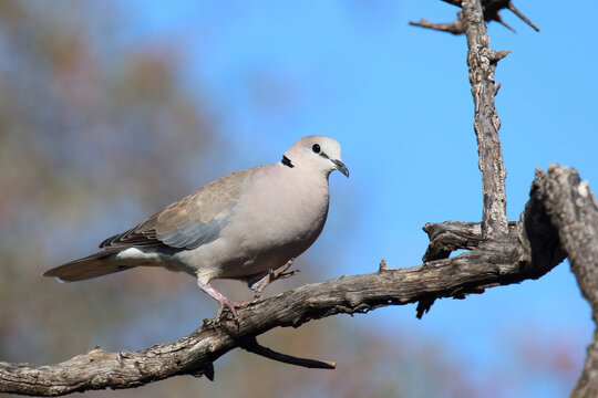 Kapturteltaube / Cape turtle dove / Streptopelia capicola