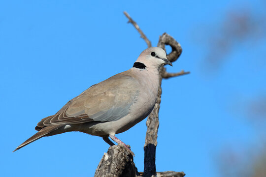 Kapturteltaube / Cape turtle dove / Streptopelia capicola