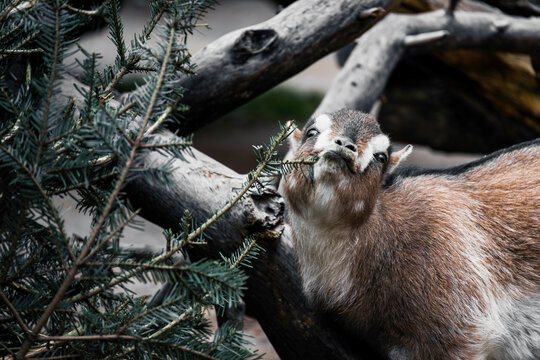 Junges Ziege im Wald zwischen Baumst&auml;mmen