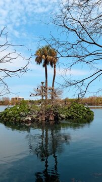 Nesting birds on small island in Lake Eola Orlando. Wild birds nesting on cypress and palm trees on a small island in Lake Eola Park, Orlando, Florida.