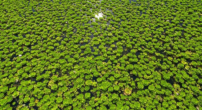 Top view of a dense blanket of green water lettuce plants floating on the surface of a pond, creating a repeating natural pattern of aquatic vegetation across the dark water.