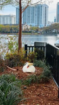 White swan nesting on the shore of Lake Eola Orlando. A white swan sits on a nest of pine needles near Lake Eola with city buildings in the background.