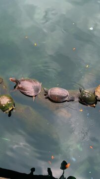 Group of turtles swimming in lake water top view. Several aquatic turtles swimming around a submerged log in green lake water, captured from a high angle.