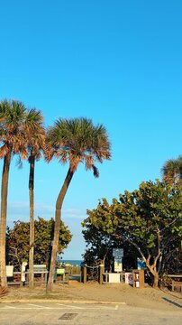 Palm trees at the entrance to Cocoa Beach Florida. View of palm trees and sea grape bushes at a sandy beach entrance under a clear blue sky.