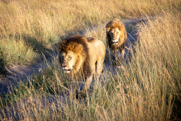 Zwei junge männliche Löwen wandern durch das goldene Gras © Andre