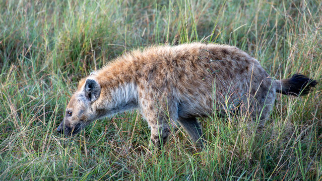 Gefleckte Hy&auml;ne im hohen Gras bei der Nahrungssuche