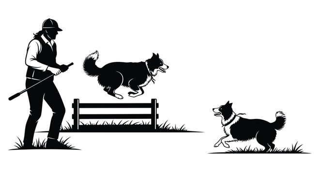 Border collie herding sheep dog agility training outdoor session