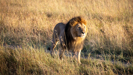 Stolzer männlicher Löwe mit Mähne blickt in die Ferne – König der Tiere, Porträt Raubtier, Safari Highlight, Stärke und Dominanz in der Wildnis © Andre