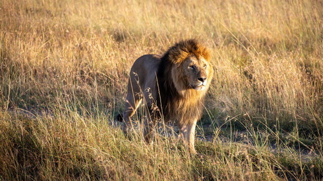 Stolzer m&auml;nnlicher L&ouml;we mit M&auml;hne blickt in die Ferne &ndash; K&ouml;nig der Tiere, Portr&auml;t Raubtier, Safari Highlight, St&auml;rke und Dominanz in der Wildnis