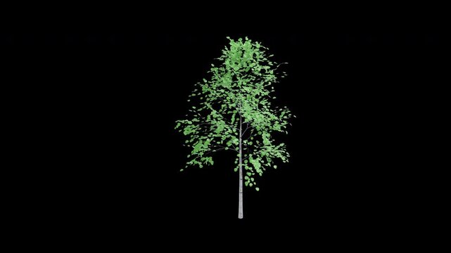Quaking aspen sapling tree swaying in wind isolated on transparent background with alpha channel 4K