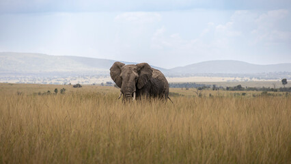 Fototapeta premium Afrikanischer Elefant versteckt im hohen Steppengras – Wildlife Tarnung, Safari Beobachtung, Dickhäuter im Nationalpark und unberührte Natur