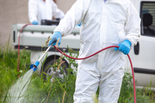 Pest control worker spraying herbicide on ragweed in protective suit