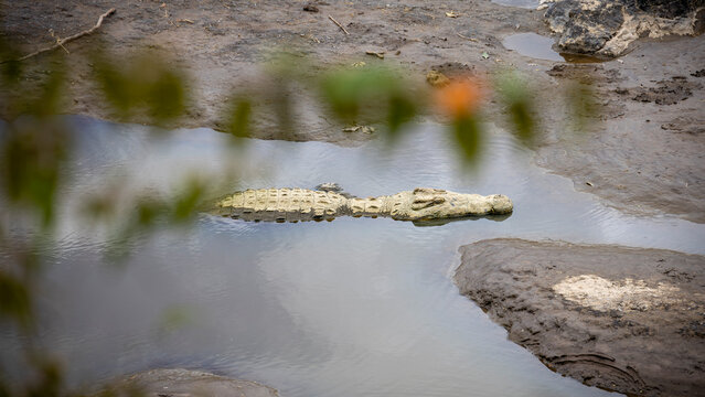 Krokodil lauert im Wasser unter h&auml;ngenden Zweigen