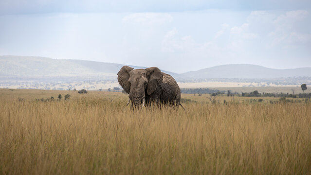 Afrikanischer Elefant versteckt im hohen Steppengras &ndash; Wildlife Tarnung, Safari Beobachtung, Dickh&auml;uter im Nationalpark und unber&uuml;hrte Natur