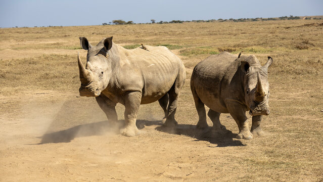 Seltenes Breitmaulnashorn wandert durch die Savanne &ndash; Rhinozeros Wildlife, Artenschutz Afrika, Safari Erlebnis, Urzeitliches Wildtier in Freiheit