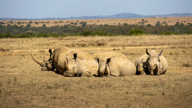 Seltenes Breitmaulnashorn wandert durch die Savanne &ndash; Rhinozeros Wildlife, Artenschutz Afrika, Safari Erlebnis, Urzeitliches Wildtier in Freiheit